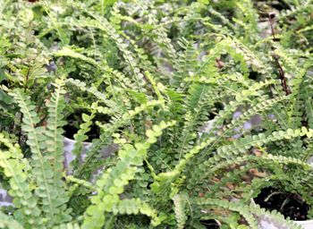 4in Lemon Button Fern