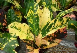 4in Magnificent Croton