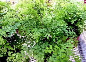4in Maidenhair Fern