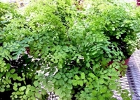 4in Maidenhair Fern