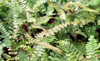 4in Maidenhair Rosy Fern