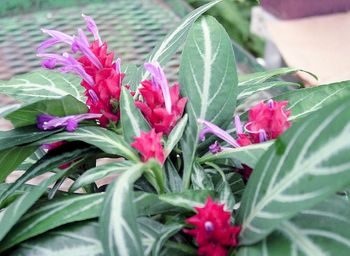 4in Maracas Fireworks