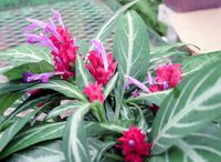 4in Maracas Fireworks