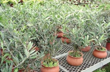 4in Olive Tree in Wash Pot 