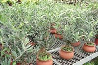 4in Olive Tree in Wash Pot 