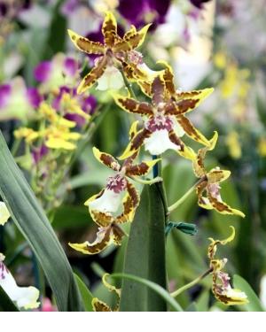 4in Oncidium Hybrids
