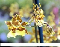 4in Oncidium Hybrids