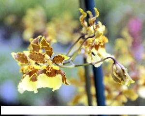 4in Oncidium Hybrids