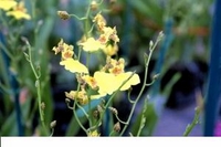 4in Oncidium Hybrids3