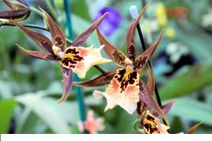4in Oncidium Hybrids4