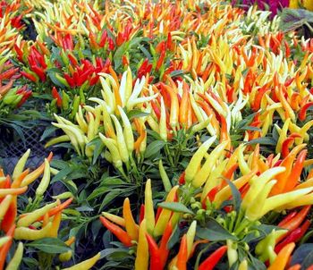 4in Ornamental Pepper