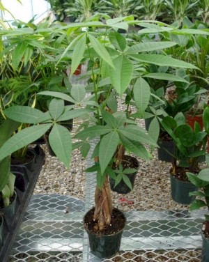 4in Pachira - Money Tree 