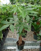 4in Pachira - Money Tree 