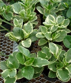 4in Peperomia - Variegated