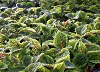 4in Pilea - Moon Valley