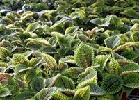 4in Pilea - Moon Valley