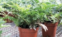 4in Rabbits Foot Fern