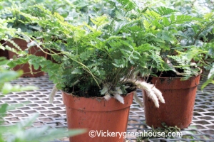 4in Rabbits Foot Fern