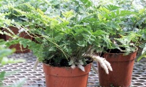 4in Rabbits Foot Fern