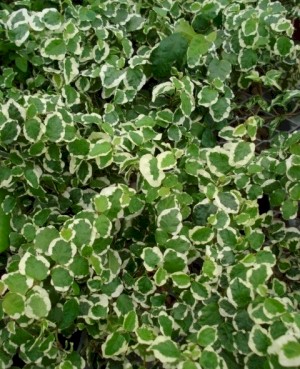 4in Repens Variegated