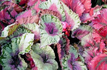 4in Rex Begonia