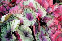 4in Rex Begonia