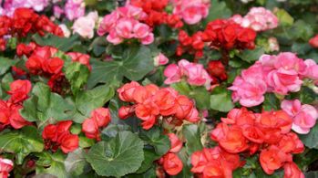 4in Rieger Begonia