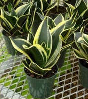 4in Sansevieria - Assorted
