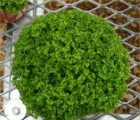 4in Selaginella (Club Moss)