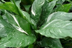 4in Spathiphyllum Domino