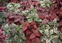 4in Splash - Assorted