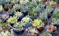 4in Succulents in Glazed Pots
