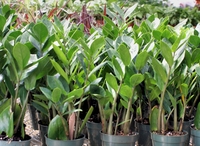 4in Zamioculcas Zamiifolia "ZZ"