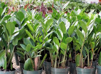 4in Zamioculcas Zamiifolia "ZZ"