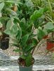 4in Zamioculcas Zamiifolia "ZZ"