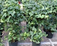 5in Ivy Ball - 17" tall