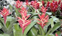 6in Aechmea Starbrite