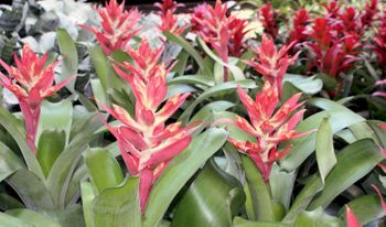 6in Aechmea Starbrite