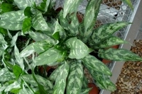 6in Ag. Emerald Beauty