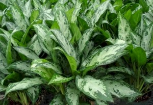 6in Ag. Mystic Marble