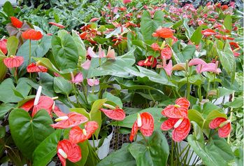6in Anthurium - Giant Blooms
