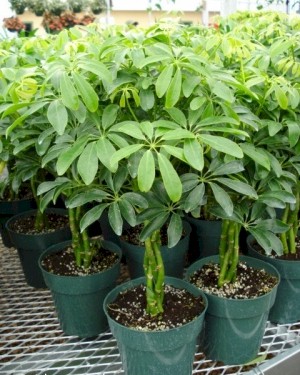 6in Arboricola Braid