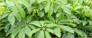 6in Arboricola Bush - Green