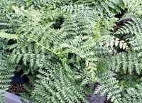6in Austral Gem Fern
