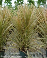 6in Bicolor Marginata Tip