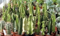 6in Cactus Assorted
