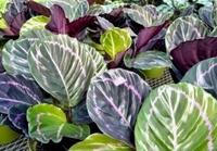 6in Calathea