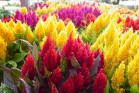 6in Celosia