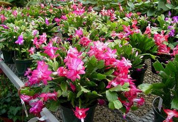 6in Christmas Cactus