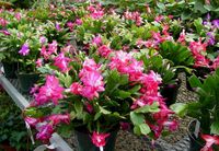 6in Christmas Cactus